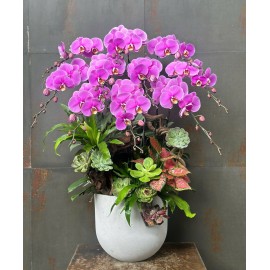 CHẬU LAN HỒ ĐIỆP HỒNG